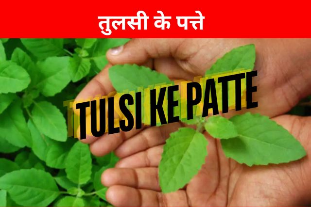 Tulsi ke Patte