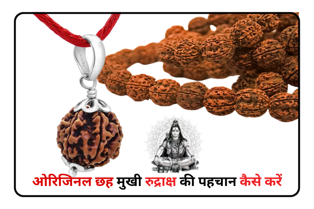 Original 6 Mukhi Rudraksha ki Pahchan kaise kare