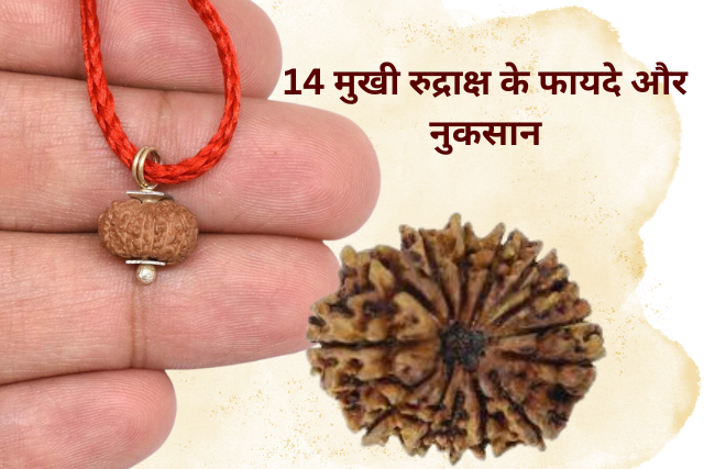 14 Mukhi Rudraksha ke Fayde Aur Nuksan