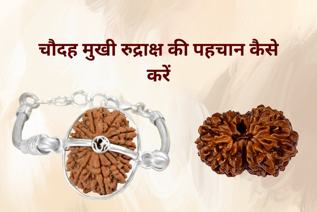 Original 14 Mukhi Rudraksha ki Pahchan kaise kare