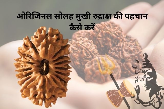 Original 16 Mukhi Rudraksha ki Pahchan kaise kare