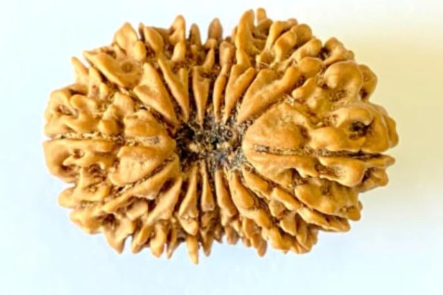 17 Mukhi Rudraksha