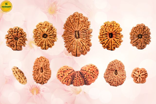 Rudraksha Kya Hai